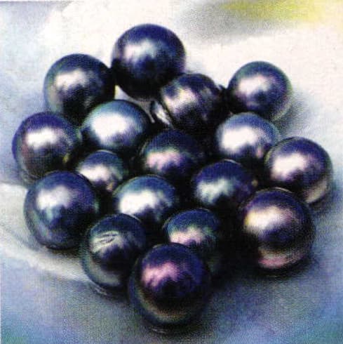 Tahitian Pearl: In The Black