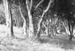 image_1